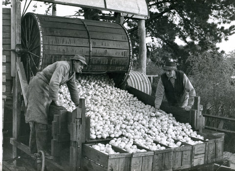 Hawkes hands since 1890s