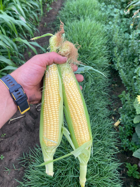 Ride 'n Pick Tractor Tours