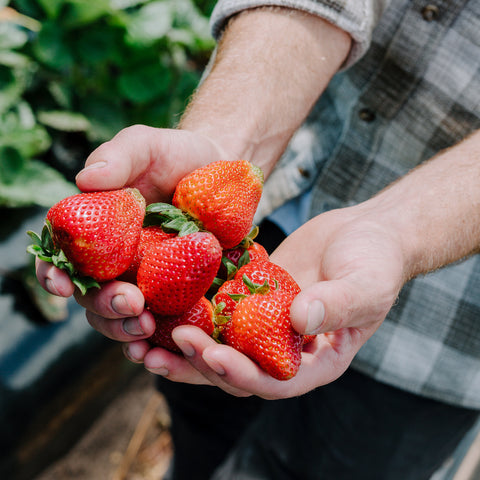 Ride 'n Pick Tractor Tours