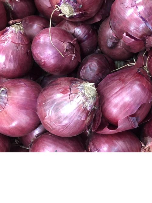 Onion - Red (Single - Medium)